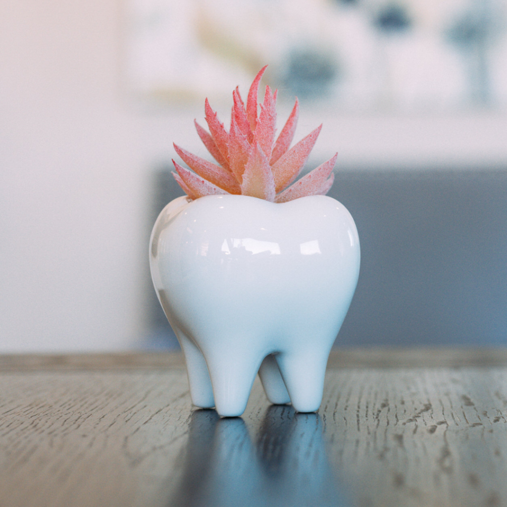 White ceramic tooth-shaped planter with a pink succulent on a wooden table surface.